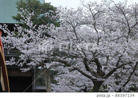 金沢文庫称名寺庭園の桜 金沢文庫称名寺庭園の桜 88397134