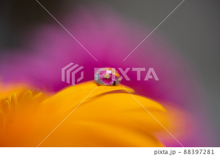 マクロ撮影 オレンジのガーベラに水滴ひとつ ピンクのガーベラ 88397281
