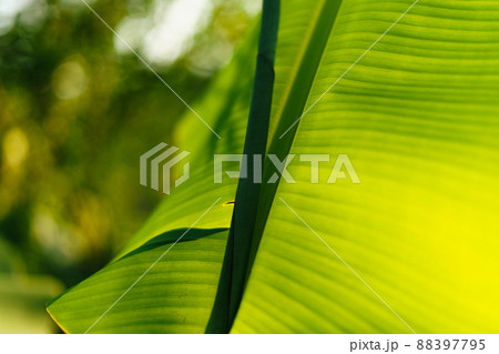 green leaves in nature in summer evening 88397795