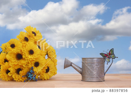 Yellow Flowers and Metal Water Can with Blue Sky Background Yellow Flowers and Metal Water Can with Blue Sky Background 88397856
