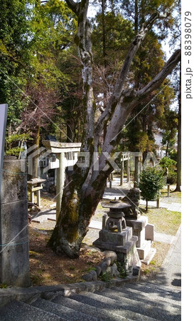 鳥居と狛犬と灯篭 88398079