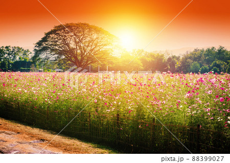pink cosmos field 88399027