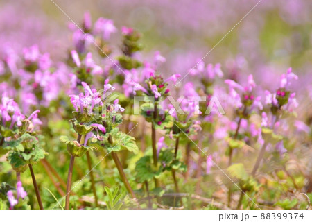 畑を埋め尽くす赤紫色の花 畑を埋め尽くす赤紫色の花 88399374