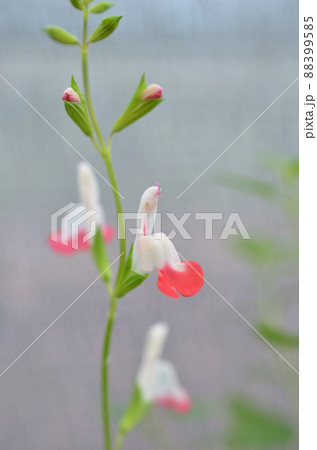 可憐な花 可憐な花 88399585