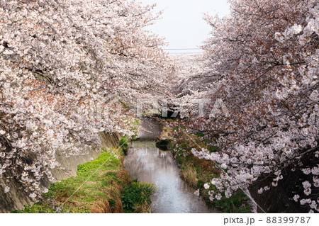 満開の桜 88399787