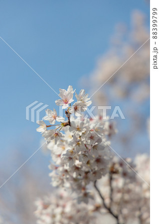 満開の桜 88399799