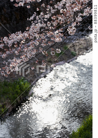 満開の桜 満開の桜 88399811