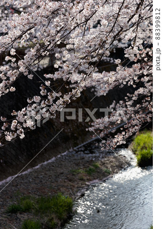 満開の桜 満開の桜 88399812