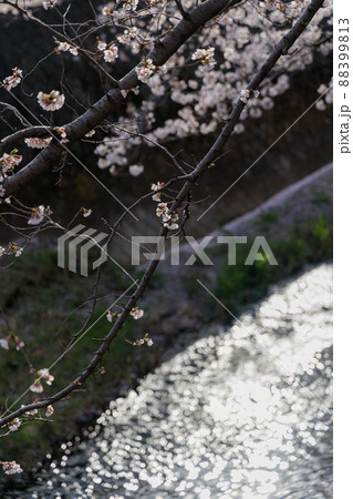 満開の桜 88399813
