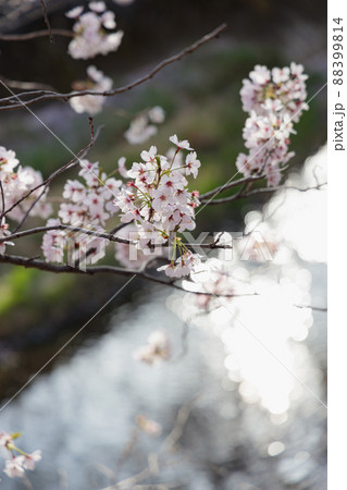 満開の桜 88399814