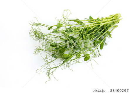 pea shoots with tendrils lying flat, isolated on white 88400297