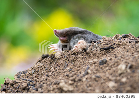 Mole, Talpa europaea, crawling out of brown molehill, green grass in background. Animal from garden. 88400299