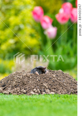European mole (Talpa europaea) destroying lawn with its mole hills and underground tunnels European mole (Talpa europaea) destroying lawn with its mole hills and underground tunnels 88400347
