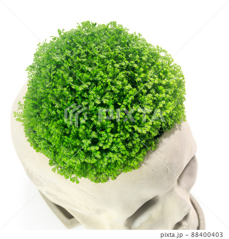 観葉植物、セラギネラ・アポダ(クッションモス)の葉【白背景】 観葉植物、セラギネラ・アポダ(クッションモス)の葉【白背景】 88400403