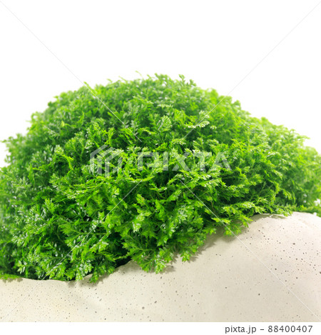 観葉植物、セラギネラ・アポダ（クッションモス）の葉【白背景】 88400407