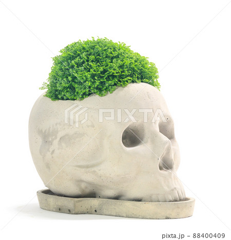 観葉植物、セラギネラ・アポダ(クッションモス)の鉢植え【白背景】 観葉植物、セラギネラ・アポダ(クッションモス)の鉢植え【白背景】 88400409