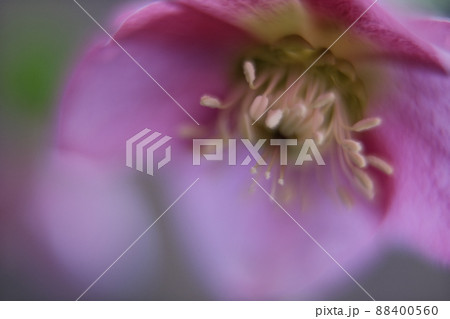 クリスマスローズ 88400560