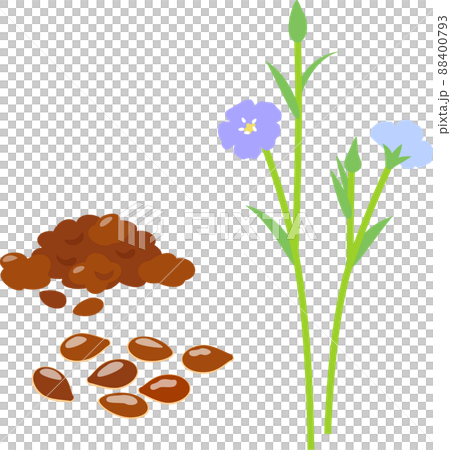 フラックスの花とフラックスシード 88400793