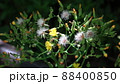 タンポポの様な 88400850