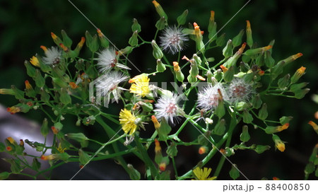 タンポポの様な 88400850