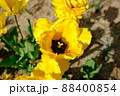 チューリップ 88400854