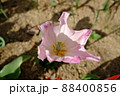 チューリップ 88400856