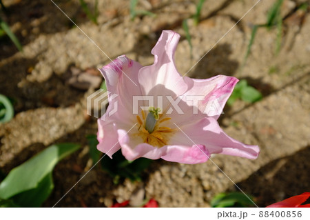 チューリップ 88400856