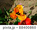 チューリップ 88400860