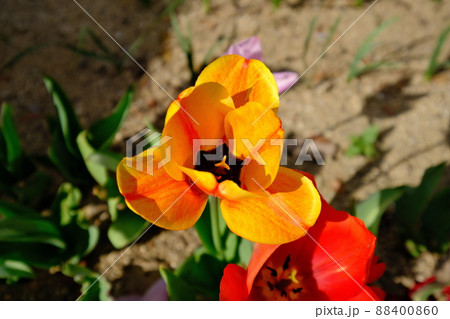 チューリップ 88400860