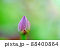 ハスのつぼみ 88400864