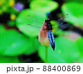 ハスのつぼみにトンボ 88400869