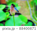 ハスのつぼみにトンボ 88400871