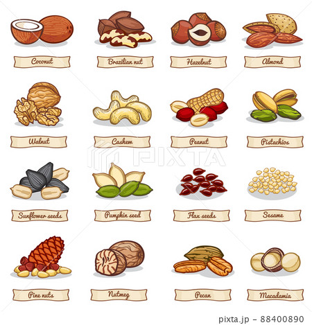 Cartoon color nut and seed grains. collection Cartoon color nut and seed grains. collection 88400890