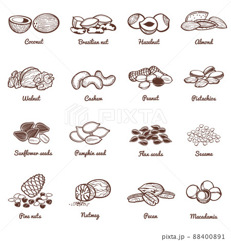 Edible nuts and seeds icons. Protein healthy food set 88400891