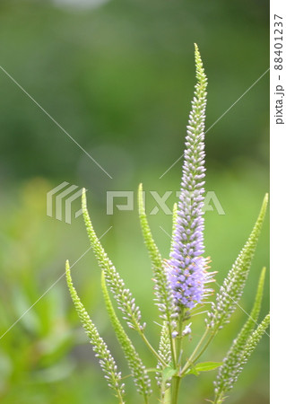 ルリトラノオの花畑. ルリトラノオの花畑. 88401237
