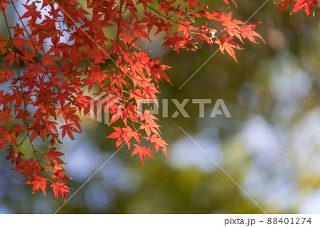 紅葉 赤い楓 紅葉 赤い楓 88401274