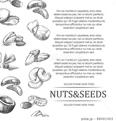 Banner or poster with hand sketched nuts and seeds 88401403