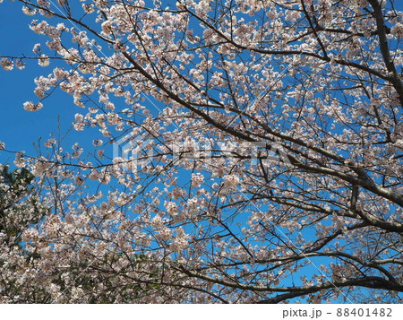 桜 88401482