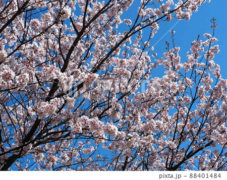桜 88401484