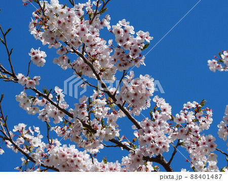 桜 桜 88401487