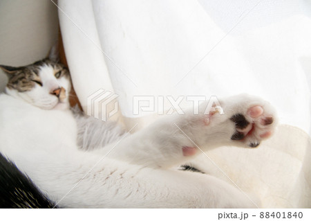 可愛い肉球 キジトラ猫 可愛い肉球 キジトラ猫 88401840