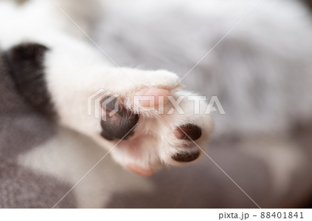 可愛い肉球 キジトラ猫 可愛い肉球 キジトラ猫 88401841