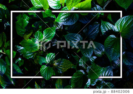 White frame on green leaf background, text can be written, natural lush green leaves of leaf texture background. 88402006