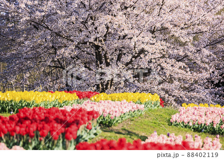 馬見丘陵公園 満開の桜とチューリップ と春の花々 馬見丘陵公園 満開の桜とチューリップ と春の花々 88402119