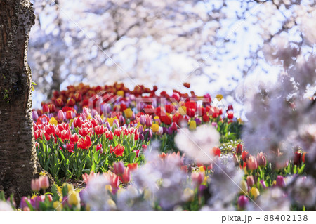 馬見丘陵公園　満開の桜とチューリップ と春の花々 88402138