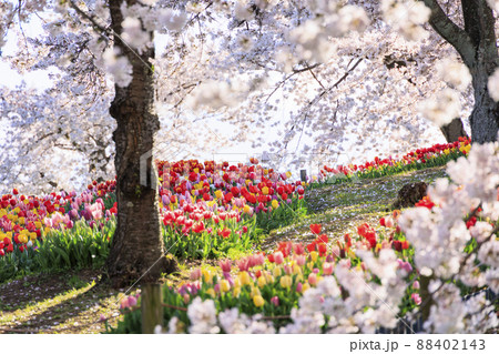 馬見丘陵公園　満開の桜とチューリップ と春の花々 88402143