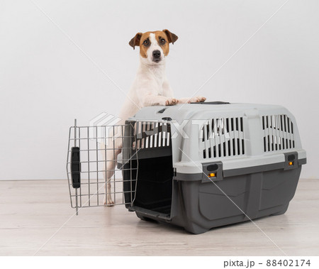 Jack Russell Terrier dog put his paws on a travel box. 88402174