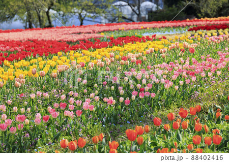馬見丘陵公園　満開の桜とチューリップ と春の花々 88402416