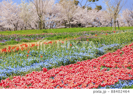 馬見丘陵公園　満開の桜とチューリップ と春の花々 88402464
