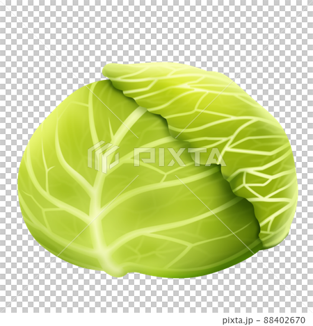 キャベツ イラスト素材 キャベツ イラスト素材 88402670